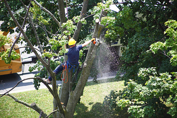 Professional Tree Care in Cornelius, OR